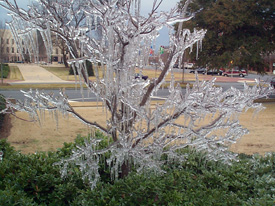 Tree covered in ice found in Downtown Columbus